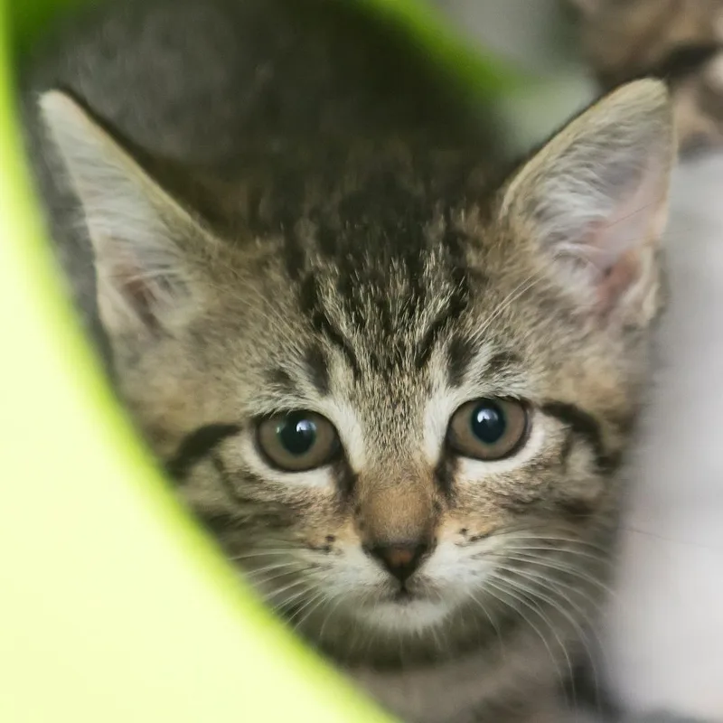 A baby small-sized male Brown / Chocolate Domestic Short Hair cat named Golden for adoption in Middletown, RI