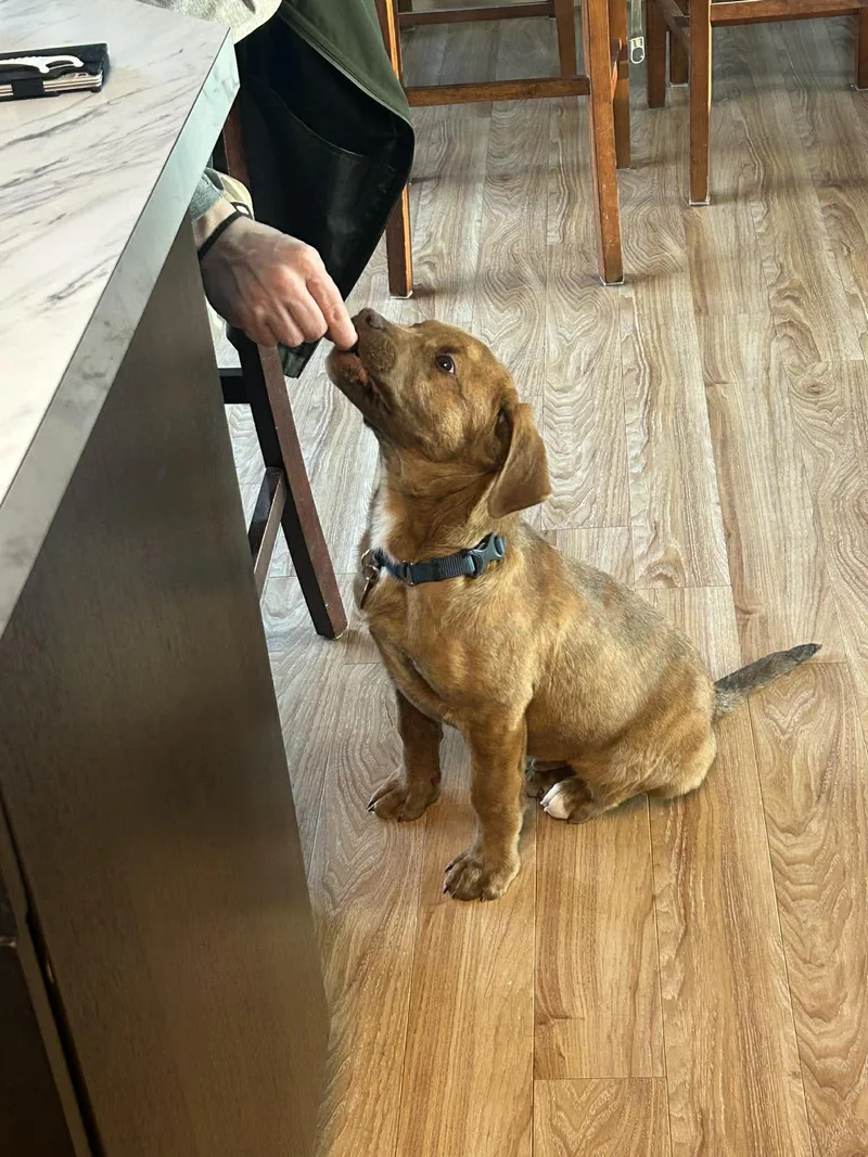 A young large-sized male Labrador Retriever dog named Rusty for adoption in Grand Forks, ND