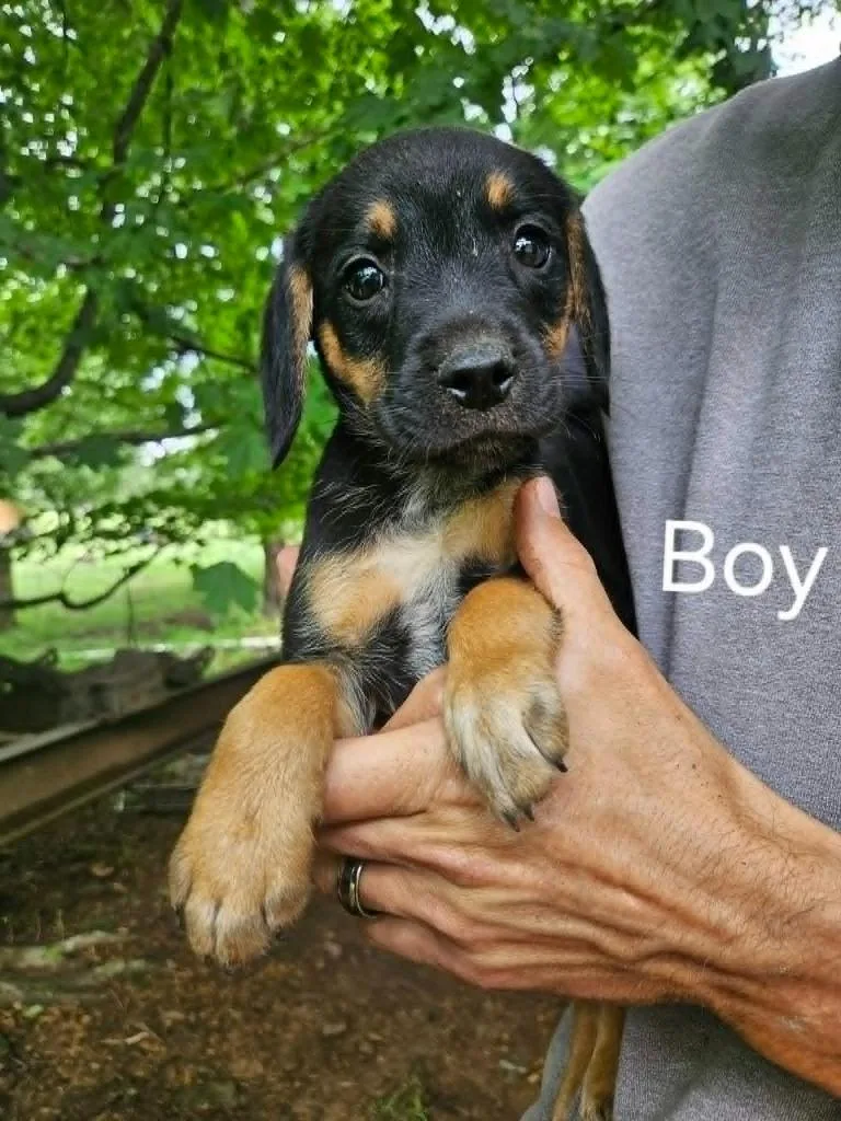 A baby small-sized male Beagle dog named Cooper for adoption in Newaygo, MI