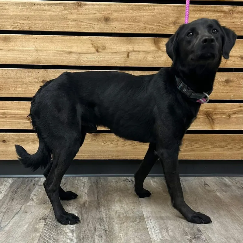 An adult medium-sized male Black Labrador Retriever dog named Lucky Ii for adoption in Mount Pleasant, TX