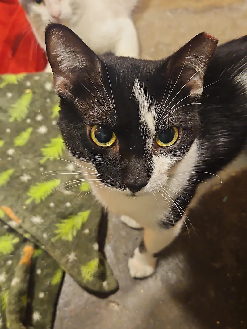 A young medium-sized female Black & White / Tuxedo Domestic Short Hair cat named Fred & Velma for adoption in CHICAGO, IL