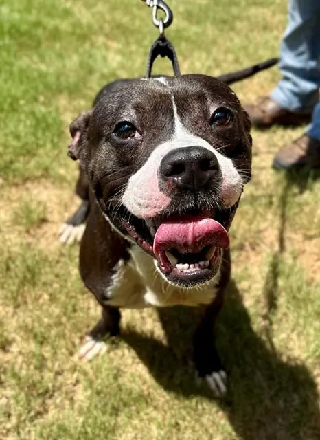 A young small-sized male American Staffordshire Terrier dog named Buttons for adoption in York, SC