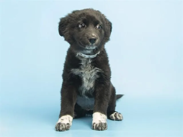 A baby small-sized female Australian Cattle Dog / Blue Heeler dog named Gretchen for adoption in Phoenix, AZ