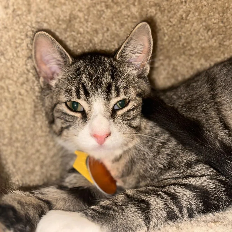 A baby small-sized male Domestic Short Hair cat named H Rupert for adoption in Port Washington, NY