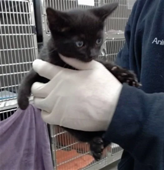A baby small-sized female Domestic Short Hair cat named Jean for adoption in Salinas, CA