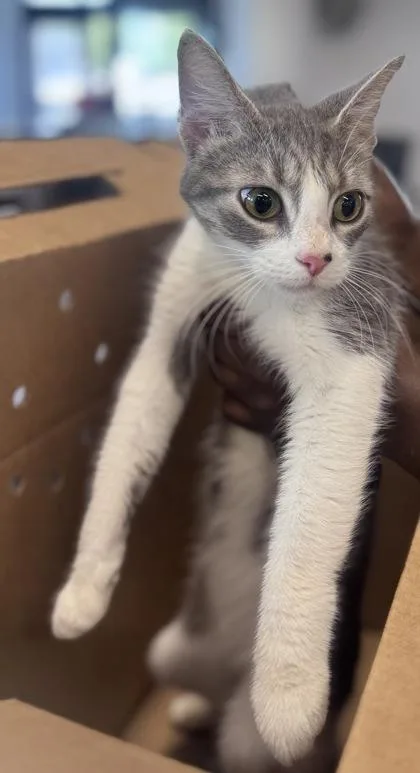 Savannah