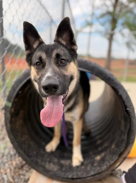 A young large-sized male German Shepherd Dog dog named Blitz for adoption in Charlotte, NC