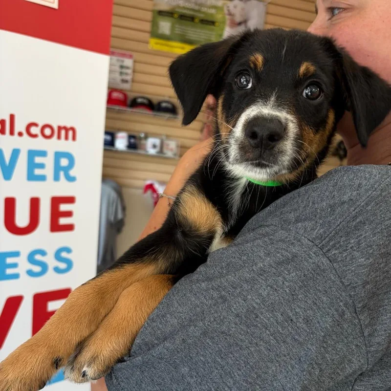 A baby small-sized male Black Mixed Breed dog named Echo for adoption in Morrisville, VT