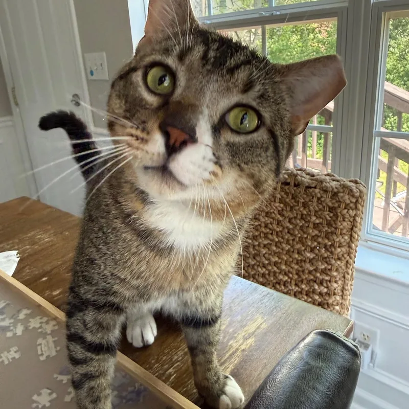 An adult medium-sized male American Shorthair cat named Bento for adoption in DICKSON, TN