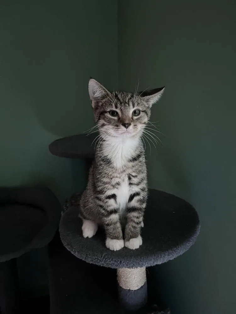 A baby small-sized male Tabby (Brown / Chocolate) Domestic Short Hair cat named Melk for adoption in Jackson, GA