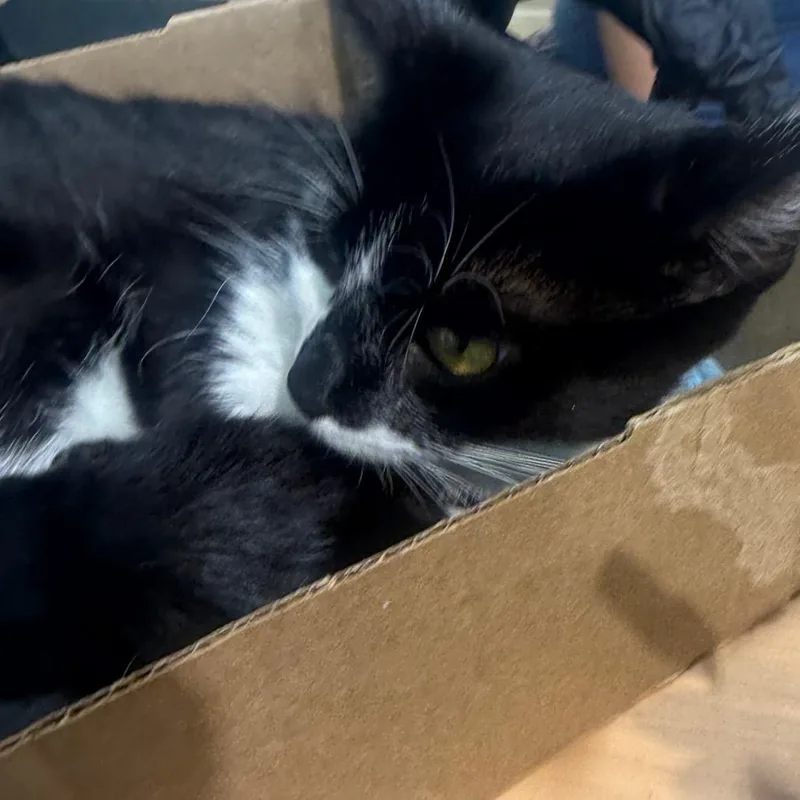 An adult medium-sized female Black Domestic Short Hair cat named Kenzie for adoption in Winston-Salem, NC