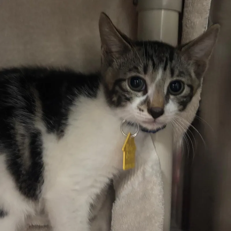 A baby small-sized male Brown / Chocolate Domestic Short Hair cat named Betsalanna for adoption in Springfield, MA