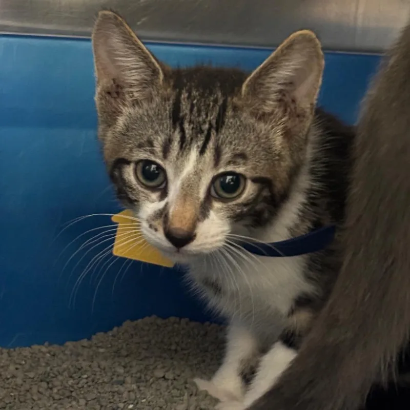 Betsalanna thumbnail 2