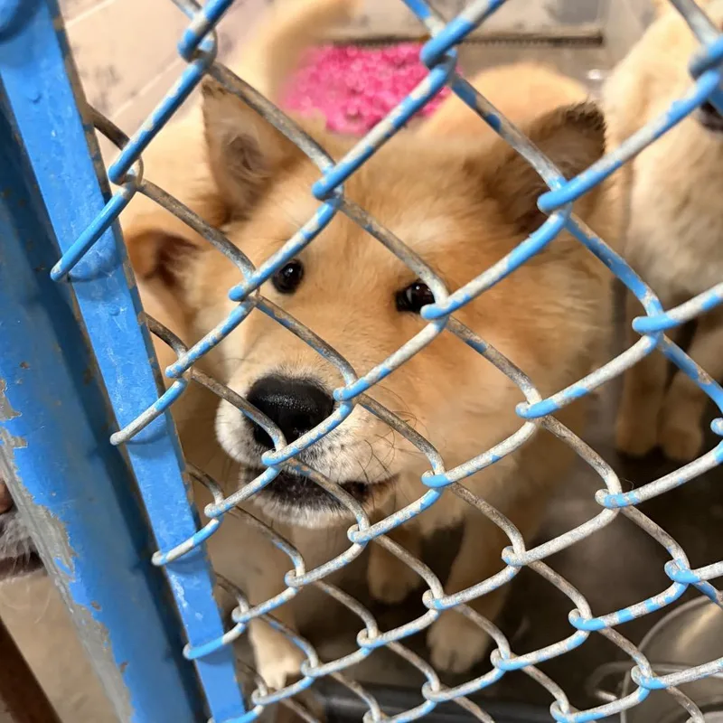 A baby small-sized male White / Cream Chow Chow dog named Nori for adoption in Franklin, NC