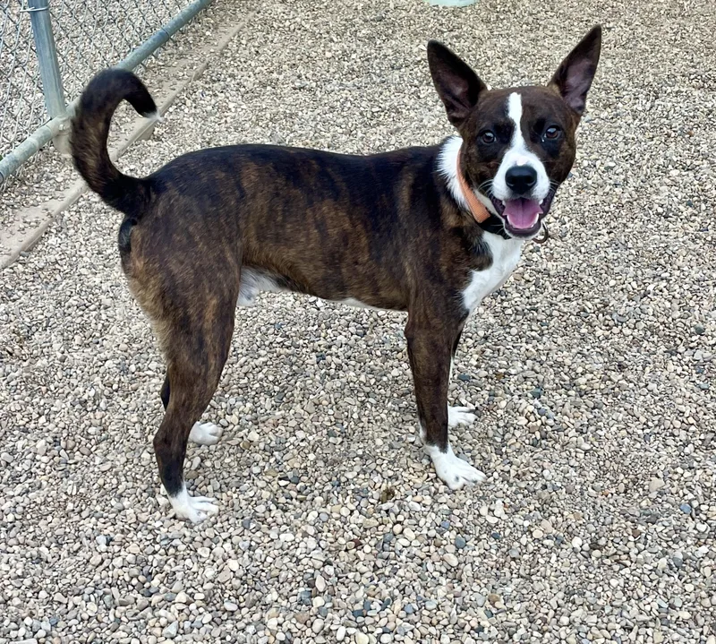 A young medium-sized male Brindle Mixed Breed dog named Ace for adoption in Lacon, IL