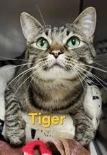An adult large-sized male Gray & White Domestic Short Hair cat named Tiger for adoption in Moline, IL