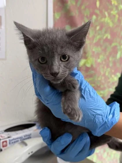 A young small-sized male Domestic Short Hair cat named Mac for adoption in San Antonio, TX