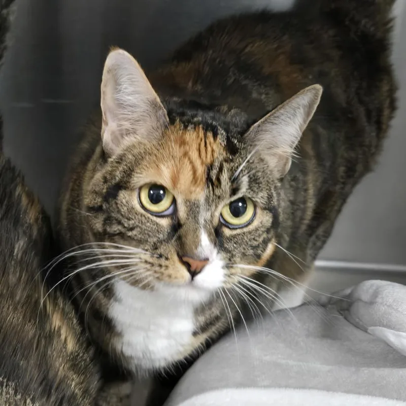 An adult large-sized female Torbie Domestic Short Hair cat named Citrine for adoption in Fort Smith, AR