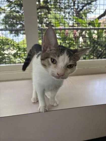 A baby small-sized female Domestic Short Hair cat named Daffodil for adoption in Honolulu, HI