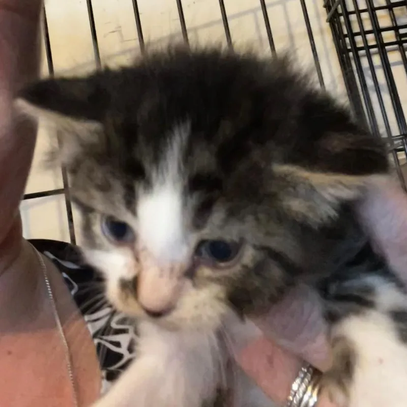 A baby small-sized male Brown / Chocolate Domestic Short Hair cat named Isaac for adoption in Winchester, VA