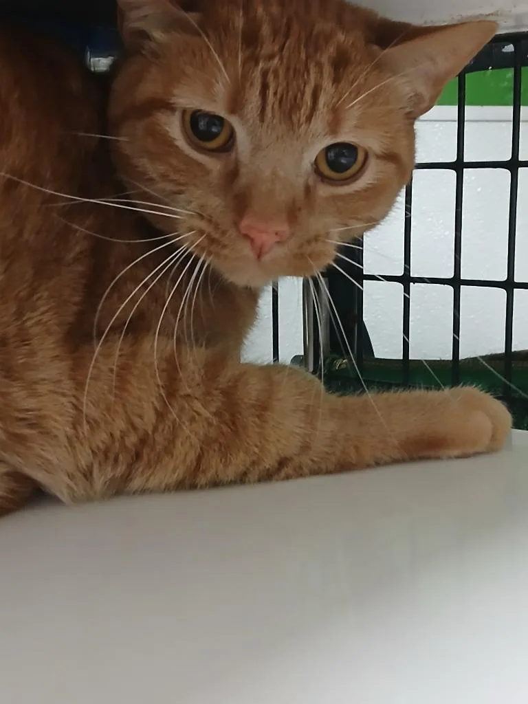 A young medium-sized female Domestic Short Hair cat named Harper for adoption in Fort Worth, TX