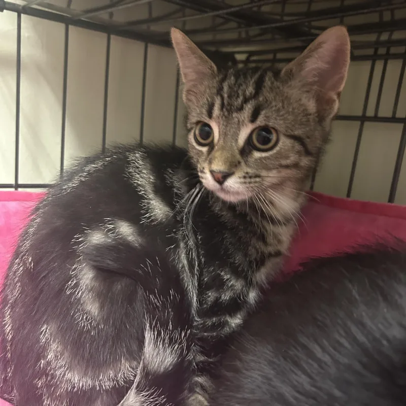 A baby small-sized male Tabby (Buff / Tan / Fawn) Domestic Short Hair cat named Ryder for adoption in Cape May, NJ