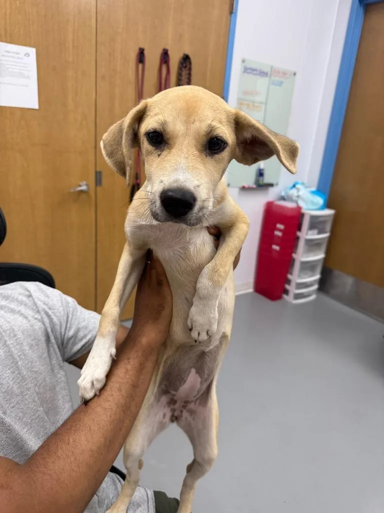 A baby medium-sized female Hound dog named Scout for adoption in Hartsville, SC
