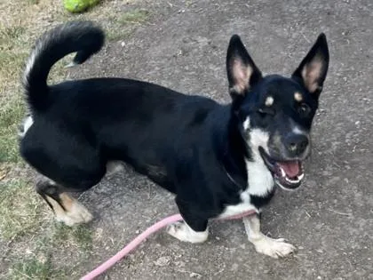 An adult medium-sized male Tricolor (Brown, Black, & White) Mixed Breed dog named Tommy Pickles for adoption in Georgetown, TX