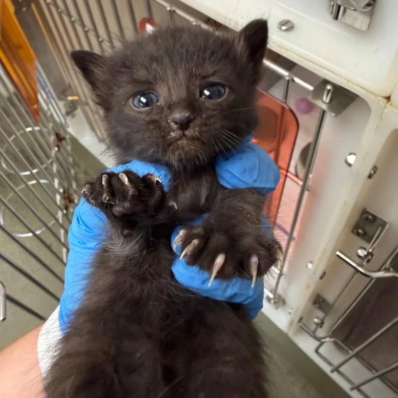 A baby small-sized female Black Domestic Short Hair cat named 71013 for adoption in Harrisonburg, VA