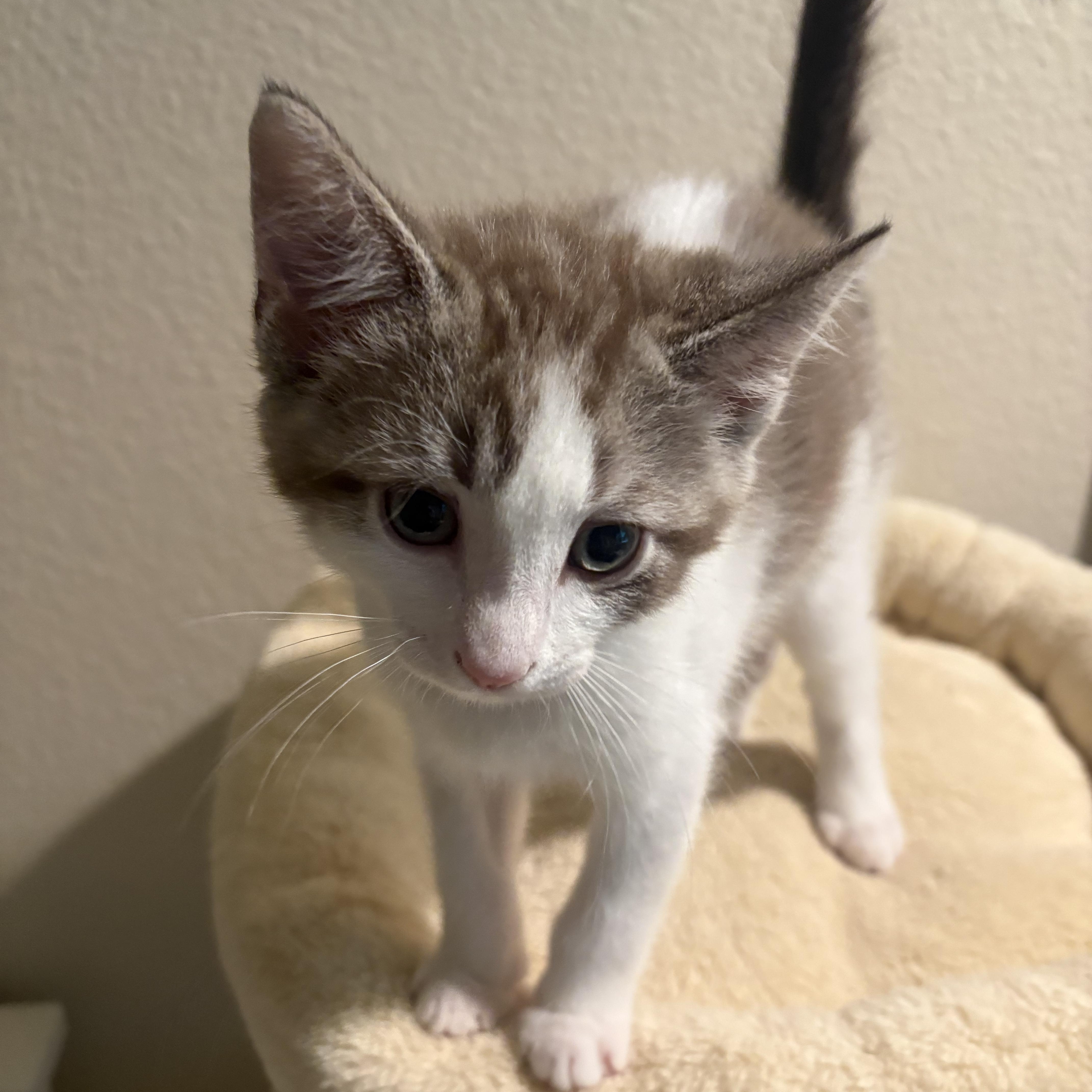 A baby medium-sized male Brown / Chocolate Tabby cat named Queso for adoption in Woodinville, WA