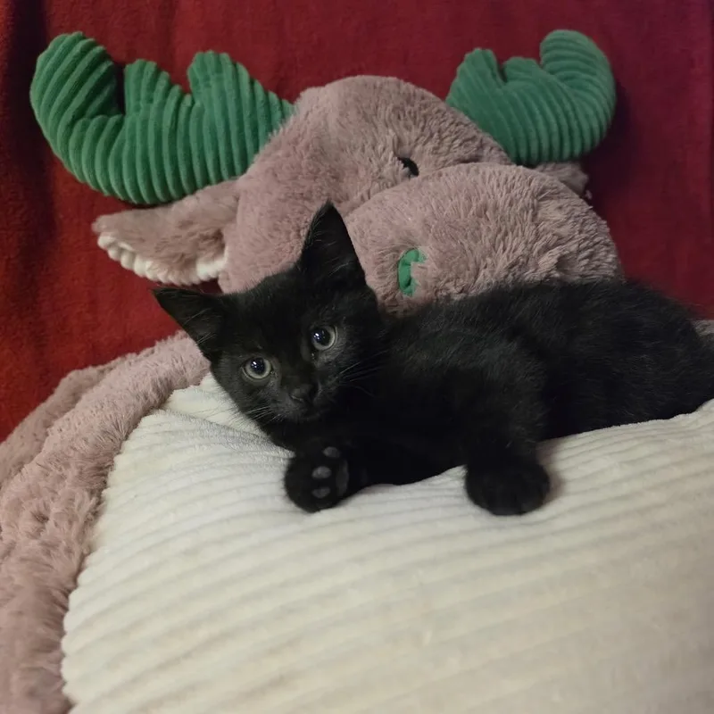 A baby medium-sized male Black Domestic Short Hair cat named Sanderson for adoption in Graham, WA