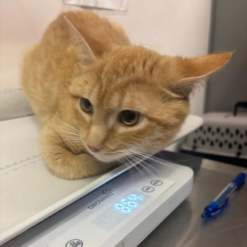An adult medium-sized male Orange / Red Domestic Short Hair cat named Quincy for adoption in Charleston, WV