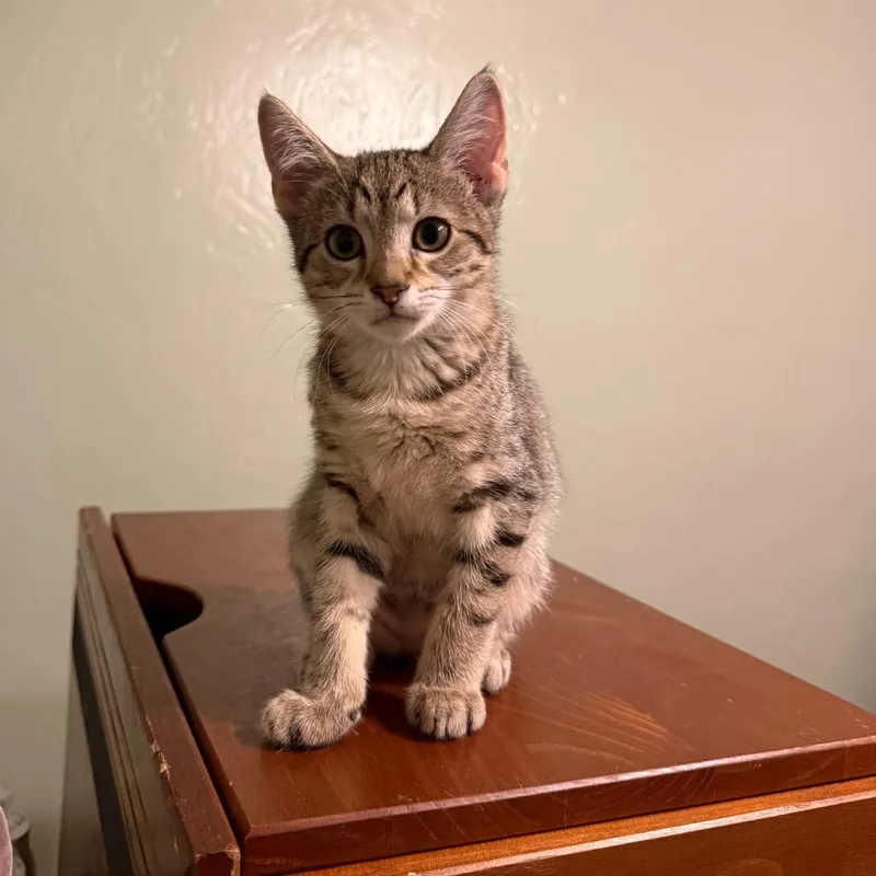 A baby small-sized female Torbie Domestic Short Hair cat named Penelope for adoption in Pittsburgh, PA
