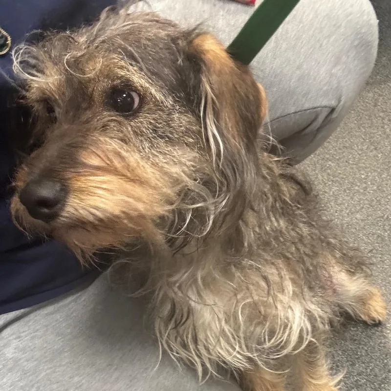 A young medium-sized female Gray / Blue / Silver Mixed Breed dog named Lulie for adoption in Allentown, PA