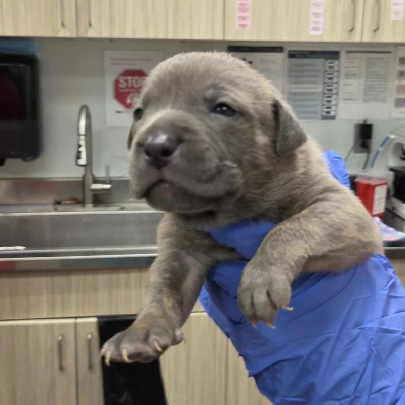 A baby small-sized female Brindle Mixed Breed dog named Crunch for adoption in Chattanooga, TN