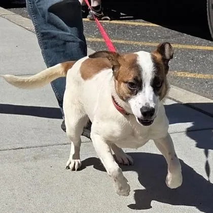 An adult small-sized female Shepherd dog named Lucia for adoption in Voorhees, NJ