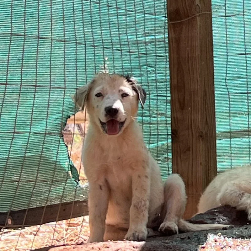 A baby medium-sized female White / Cream Mixed Breed dog named Ryb for adoption in Moab, UT