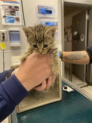 A baby small-sized female Domestic Short Hair cat named Red Band for adoption in Gastonia, NC