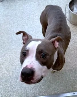 An adult medium-sized female Pit Bull Terrier dog named Baby for adoption in Washington, DC