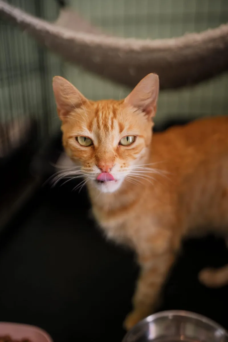 A senior medium-sized female Orange / Red Domestic Short Hair cat named Blondie for adoption in San Juan, PR