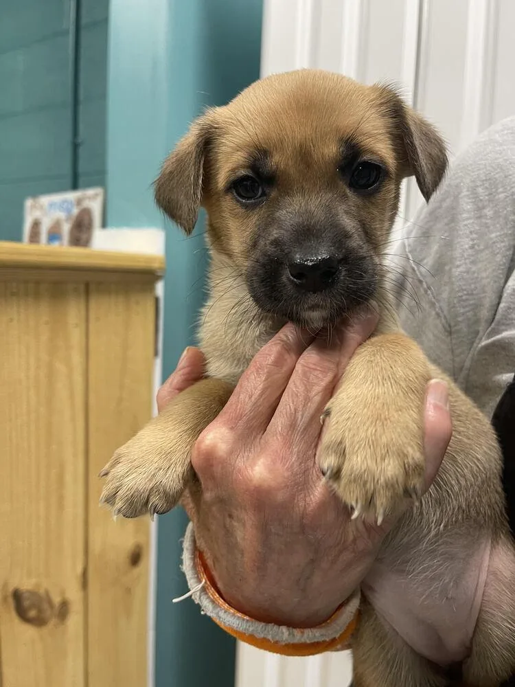 A baby small-sized female Husky dog named Hailey for adoption in Chattanooga, TN