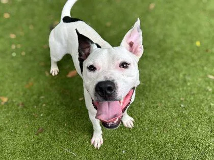 An adult medium-sized male Terrier dog named Troy Bolton for adoption in Gainesville, FL