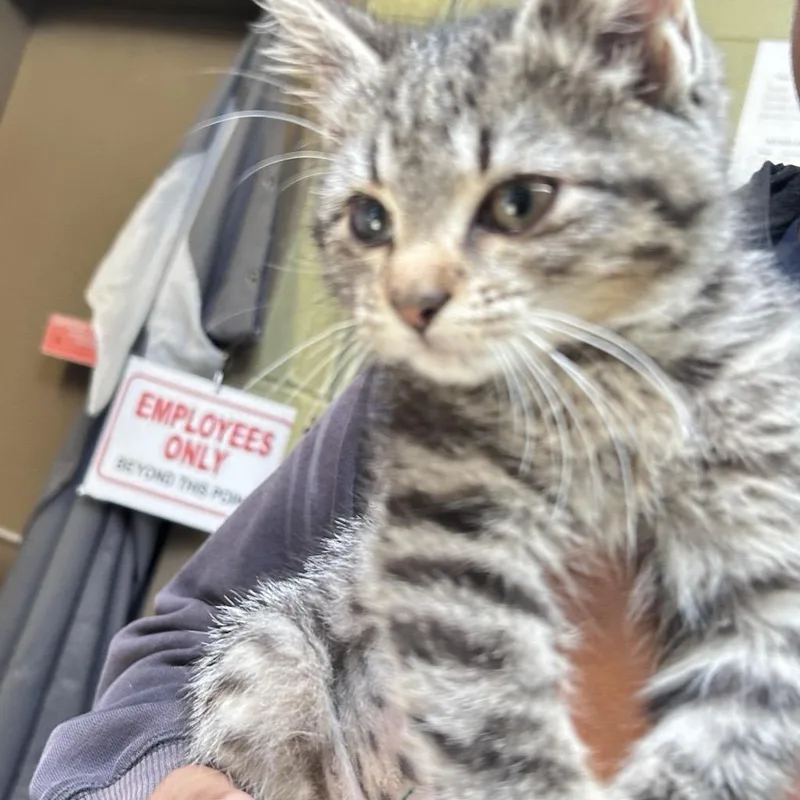 A baby small-sized female Domestic Short Hair cat named Fishing Pole for adoption in Baltimore, MD