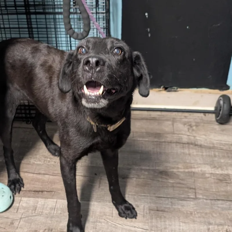 An adult medium-sized female Black Labrador Retriever dog named Marigold for adoption in Jefferson city, TN