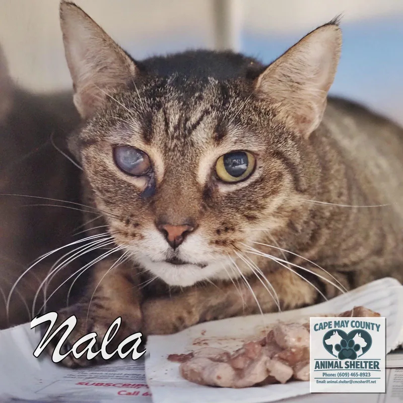 A senior medium-sized female Tabby (Brown / Chocolate) Domestic Short Hair cat named Nala for adoption in Cape May Court House, NJ