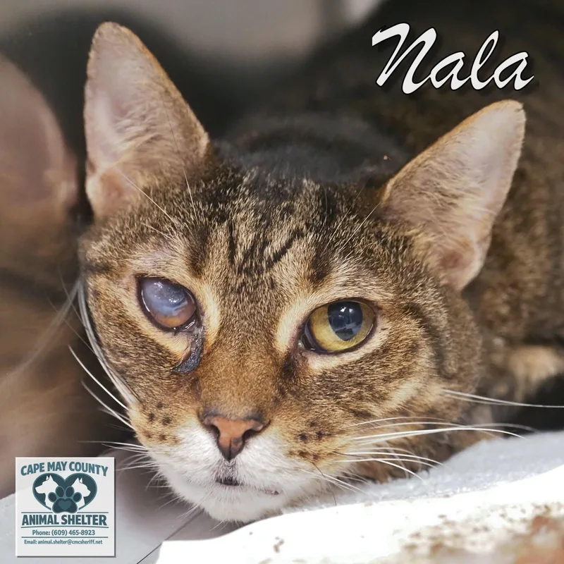 Nala thumbnail 2