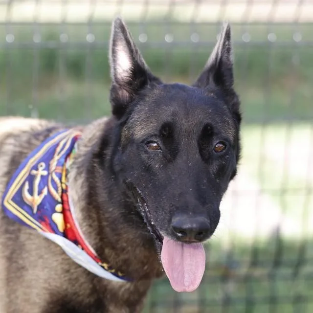 A young medium-sized female Dutch Shepherd dog named Fien for adoption in San Antonio, TX