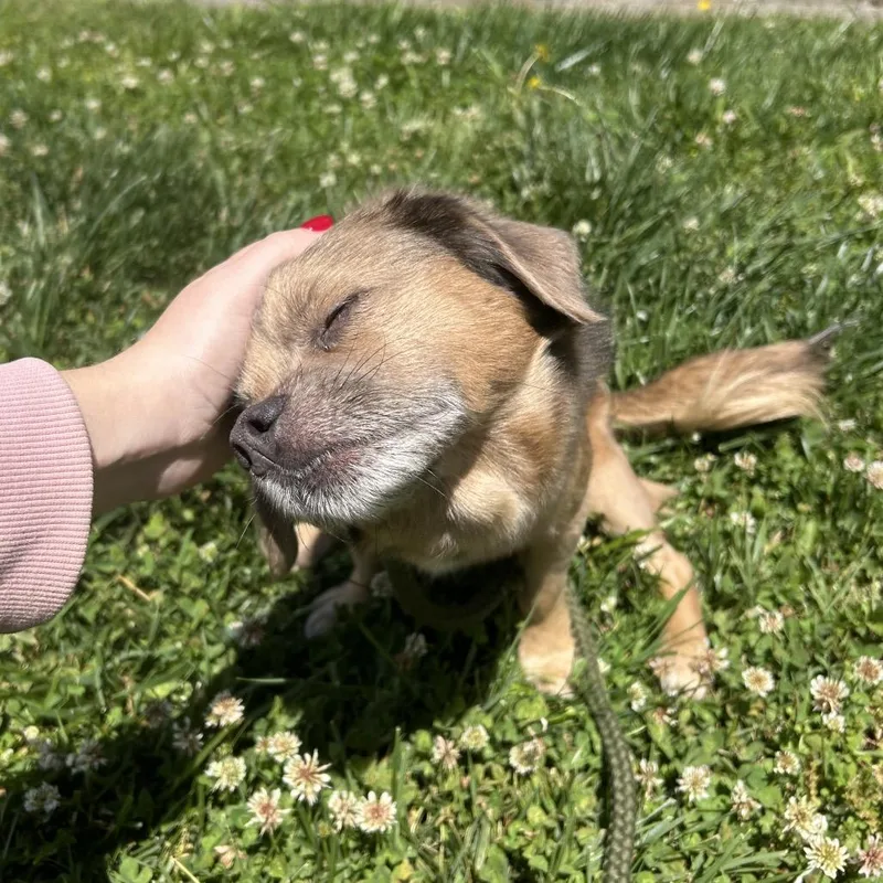 An adult small-sized male Brown / Chocolate Pekingese dog named Sponge for adoption in Lynchburg, VA