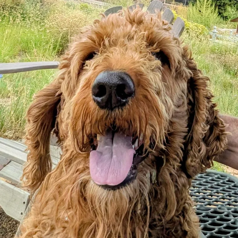 An adult large-sized male Red / Chestnut / Orange Standard Poodle dog named Wyatt for adoption in Flagstaff, AZ