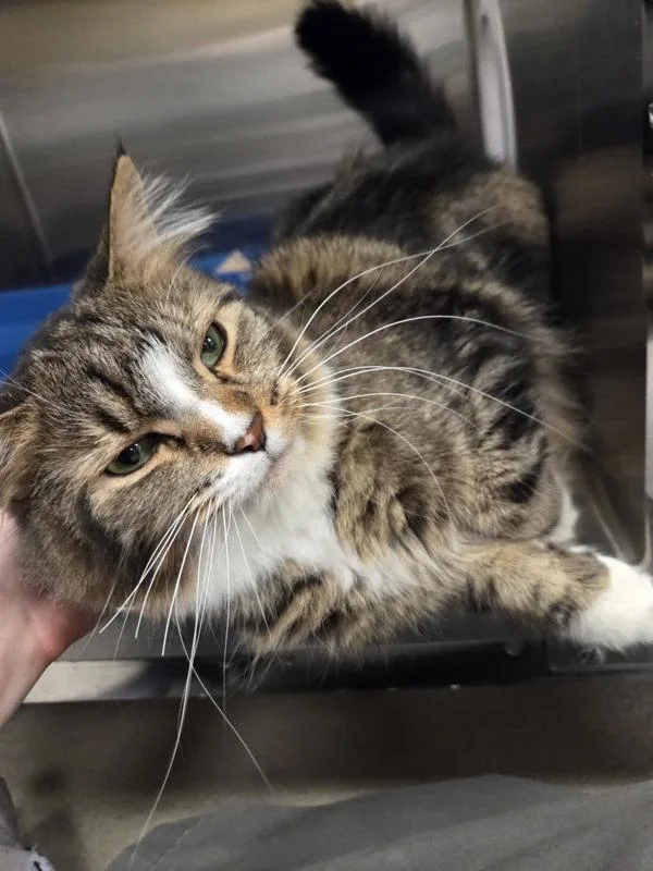 An adult medium-sized male Domestic Medium Hair cat named Rocket for adoption in Millersville, MD